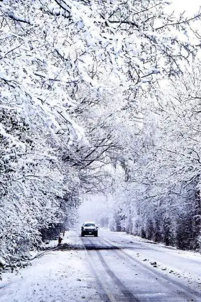 Auto auf der Straße mit schneebedeckten Bäumen auf beiden Seiten