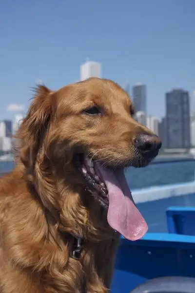 Hund auf einem Boot