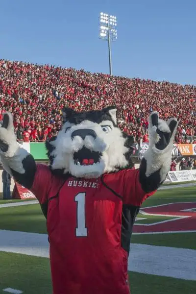 Das Hundemaskottchen der Northern Illinois University Huskies bei einem wichtigen Footballspiel